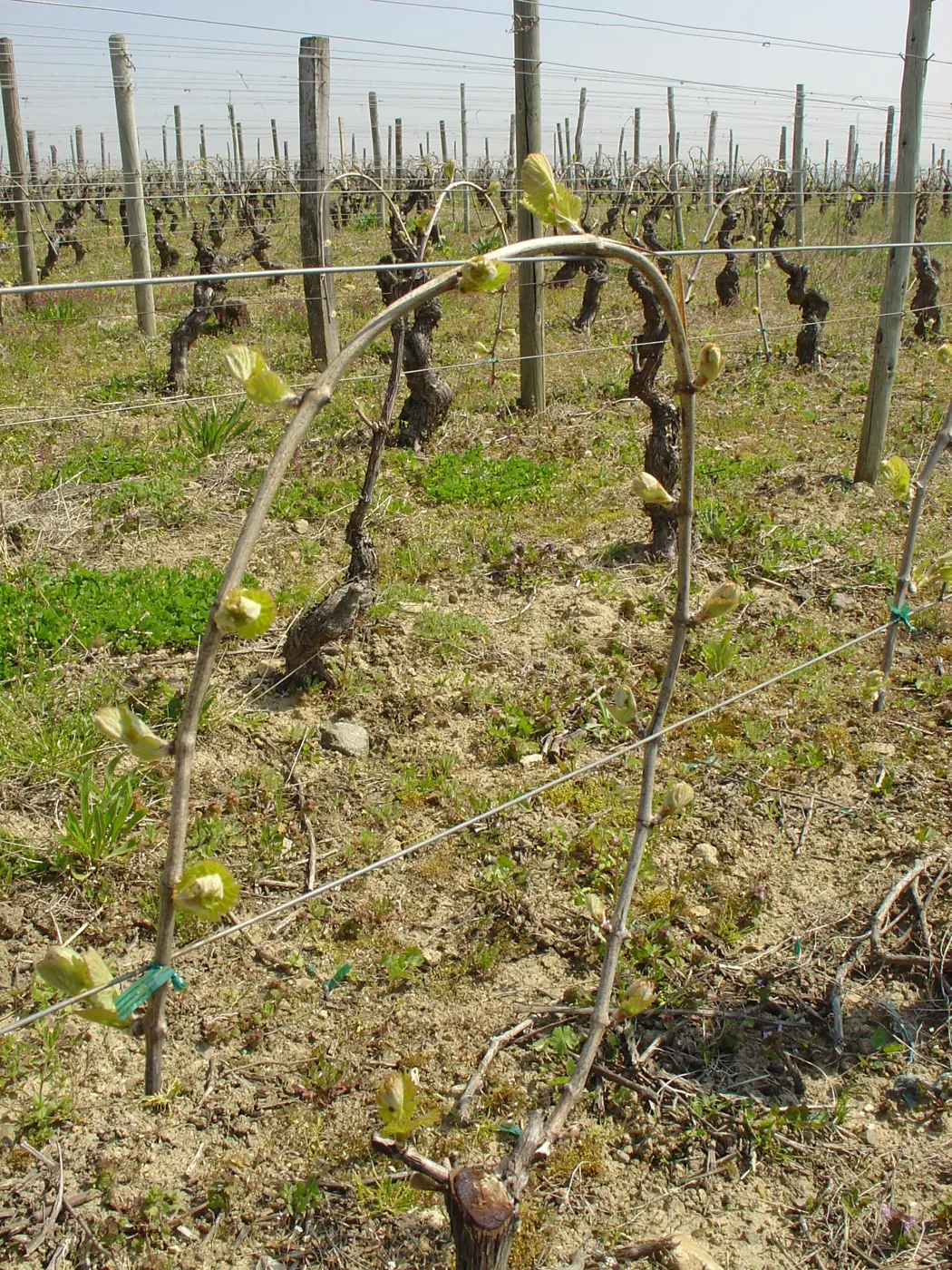 La taille à queue du Mâconnais
